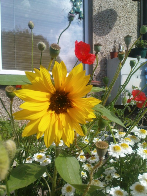This is what the garden looked like as I left to be maid of honour for my friend; the sunflower was the first one to open. - 21st August 2011